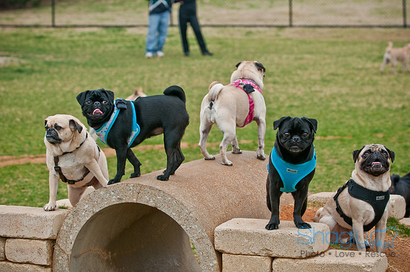 Pug Love Fun Run-96
