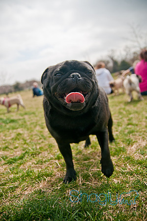 Pug Love Fun Run-235