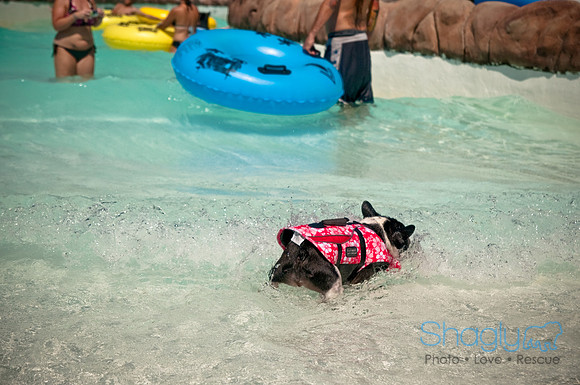 Wags and Waves-234