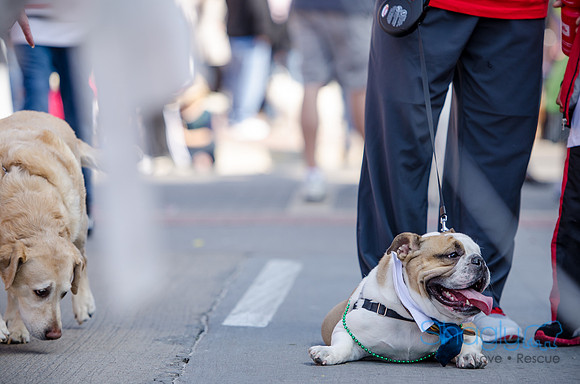 Krewe of Barkus 2012-286