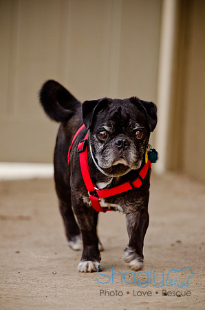 DFW Pug Rescue-The Boarding Bungalow-21