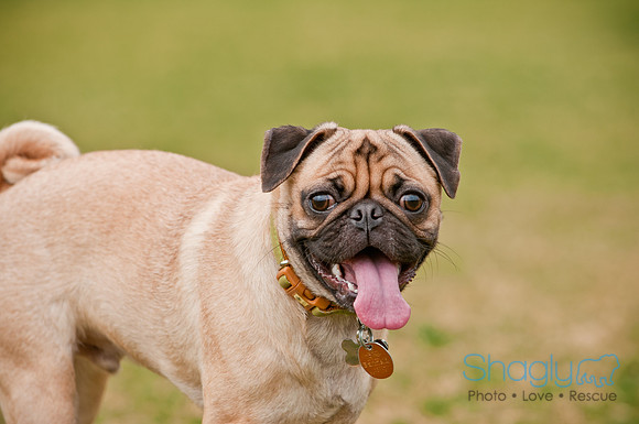 Pug Love Fun Run-128