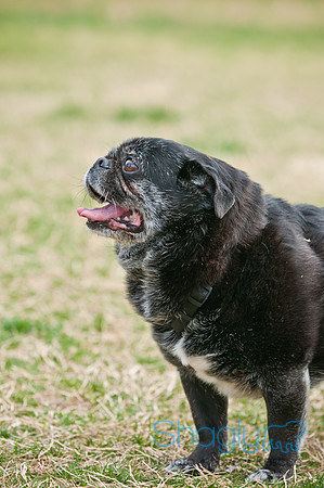 Pug Love Fun Run-201