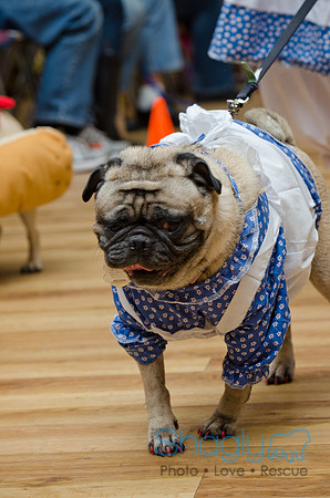 PugOween-229