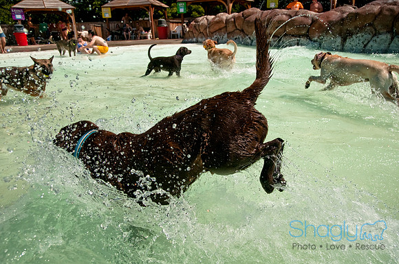 Wags and Waves-371