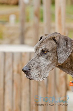 Wags and Waves 2011-145