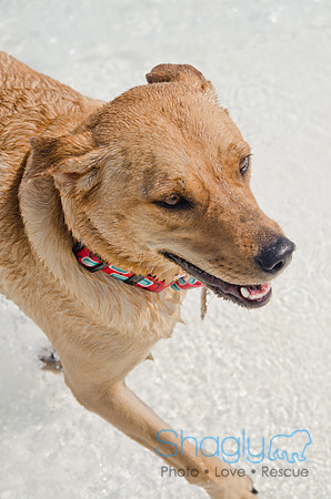 Wags and Waves 2011-440