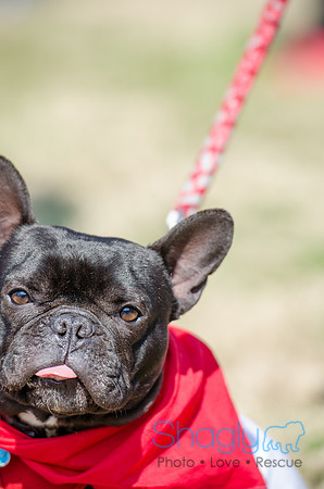 Krewe of Barkus 2012-107