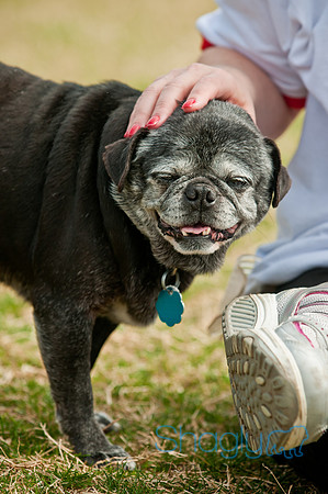 Pug Love Fun Run-191