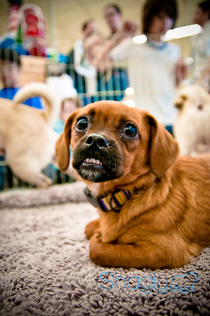 DFW Pug Rescue-27