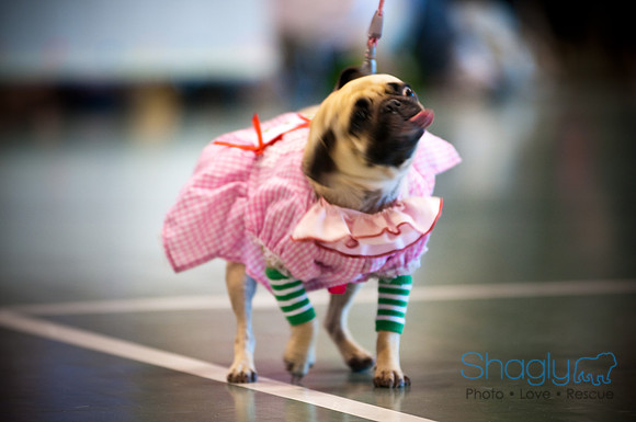 PugOWeen-3046