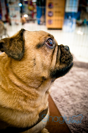 DFW Pug Rescue-49