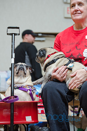 PugOween-13