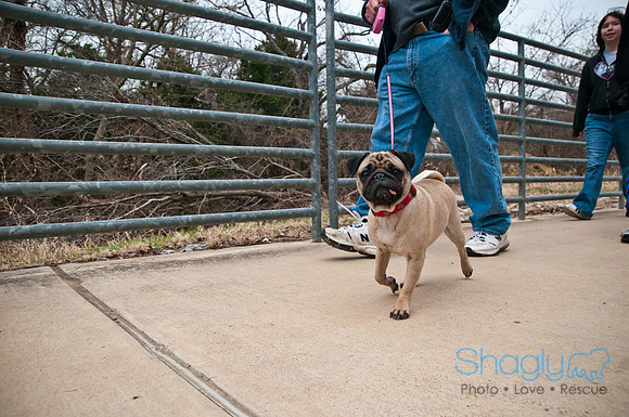 Pug Love Fun Run-11