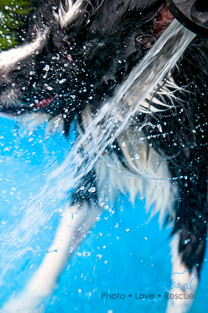 Dog Bowl 2010-79