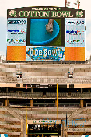 Dog Bowl 2010-54