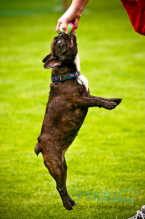 Dog Bowl 2010-68