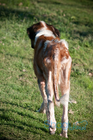 St.Clouds Rescue-0445