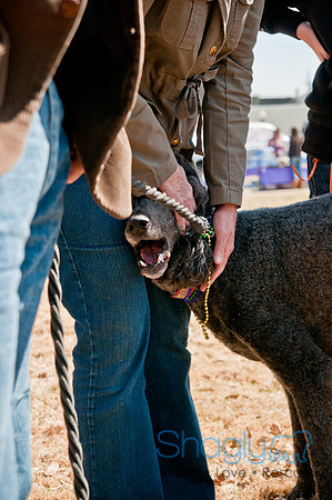 Krewe of Barkus 2011-12