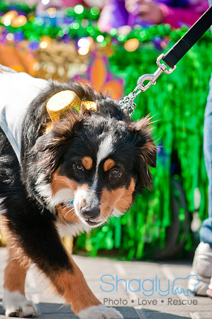 Krewe of Barkus 2011-129