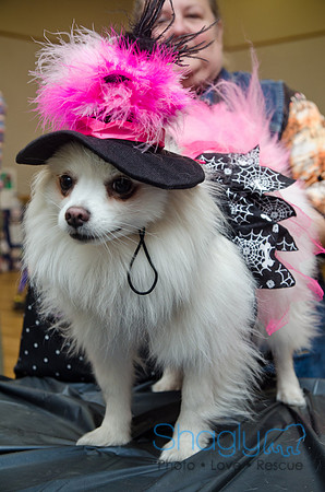 PugOween-270