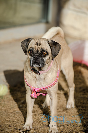 DFW Pug Rescue Boarding Bungalow-3