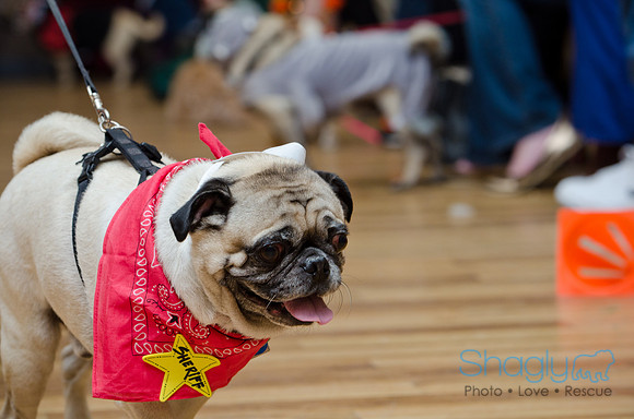 PugOween-203
