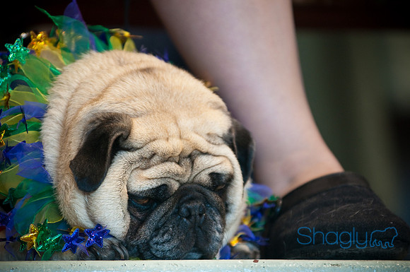 PugOWeen-2999