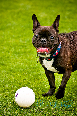 Dog Bowl 2010-58