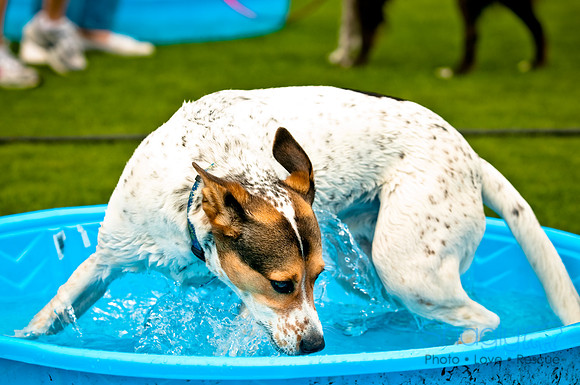 Dog Bowl 2010-89