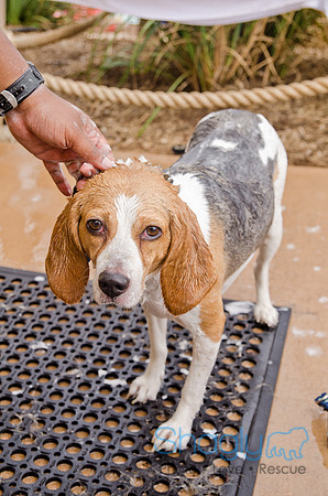 Wags and Waves 2011-337