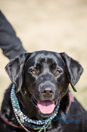 Krewe of Barkus 2012-153