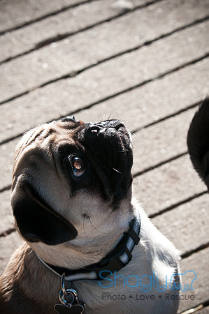PugOWeen-3862