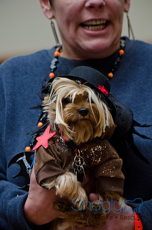 PugOween-205