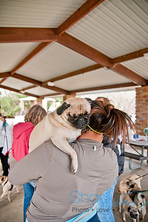 Pug Love Fun Run-81