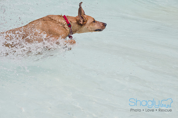 Wags and Waves 2011-258
