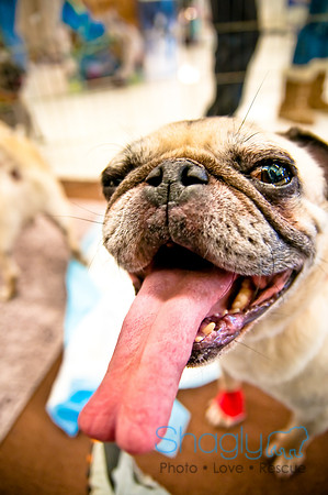 DFW Pug Rescue-42