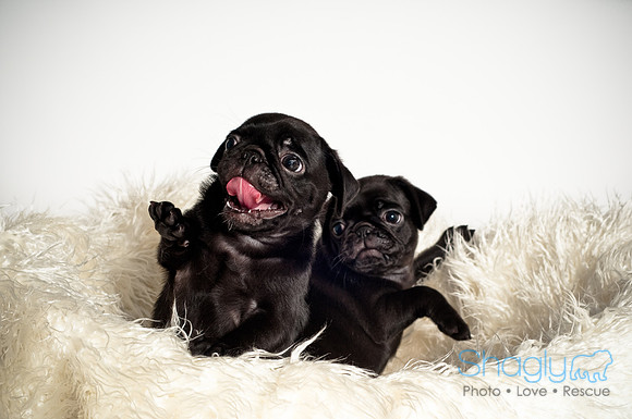 Baby Puggie Project-27