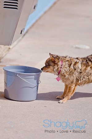 Wags and Waves 2011-463