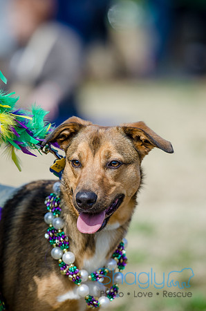 Krewe of Barkus 2012-72
