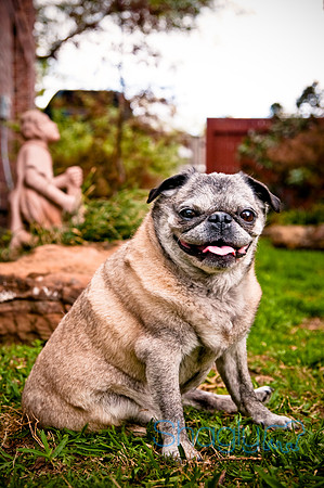 DFW Pug Rescue-123
