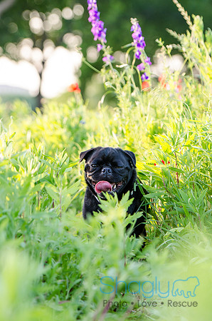 Bluebonnets Pug and Bulldog-34