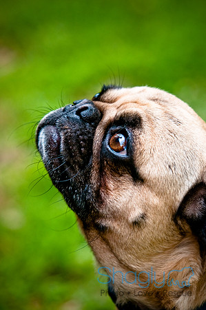 DFW Pug Rescue-100