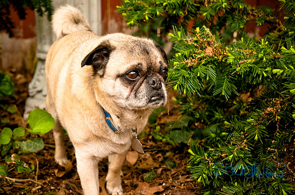 DFW Pug Rescue-24