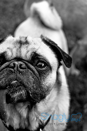 DFW Pug Rescue-113