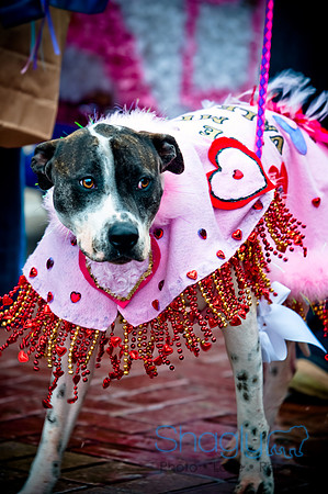 Krewe of Barkus-65
