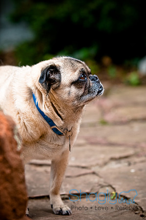 DFW Pug Rescue-51