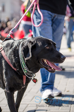 Krewe of Barkus 2012-174