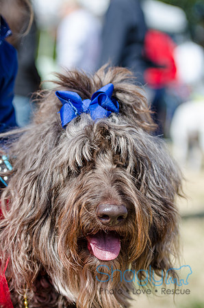 Krewe of Barkus 2012-80