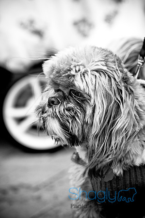 Krewe of Barkus-35